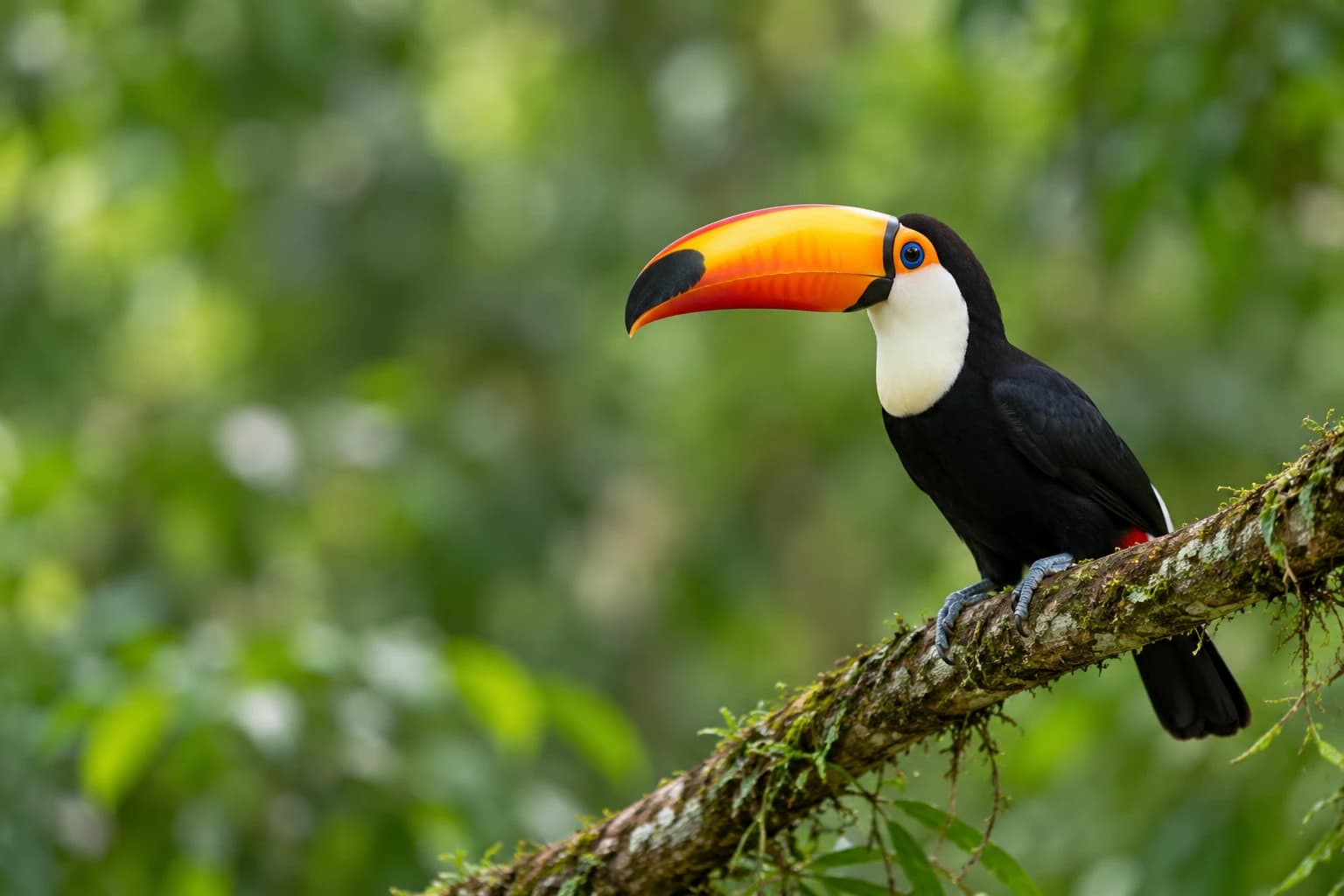 Tucano pousado num galho da mata
